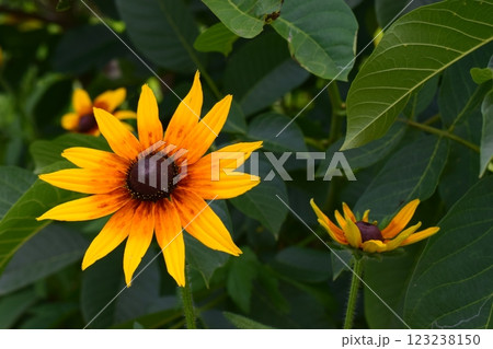 Two vibrant Rudbeckia hirta yellow flowers with dark centers, surrounded by green leaves. Two vibrant Rudbeckia hirta yellow flowers with dark centers, surrounded by green leaves. 123238150