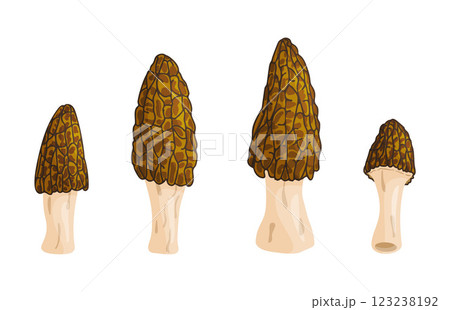Morel mushrooms set. Edible forest mushroom flat style icon 123238192