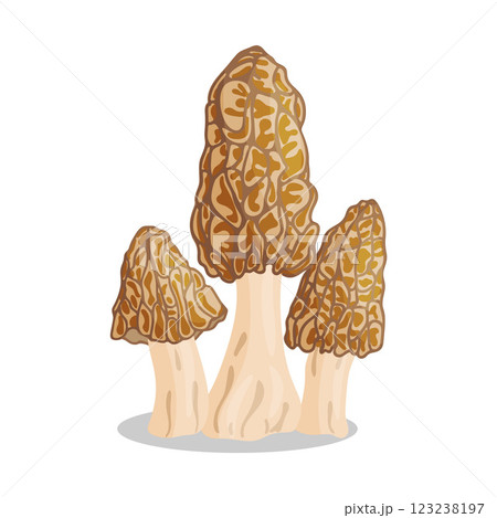 Morel mushrooms set. Edible forest mushroom flat style icon Morel mushrooms set. Edible forest mushroom flat style icon 123238197