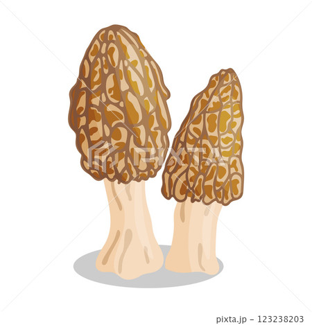 Morel mushrooms set. Edible forest mushroom flat style icon Morel mushrooms set. Edible forest mushroom flat style icon 123238203
