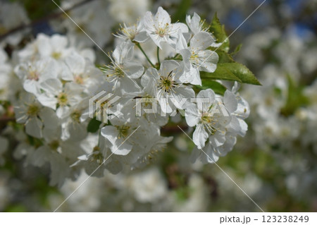 Nature's Elegance: Close-Up of Cherry Blossoms 123238249