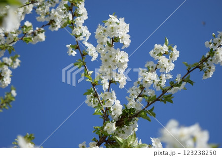 A Moment of Serenity: A Tree Branch in Full Bloom 123238250