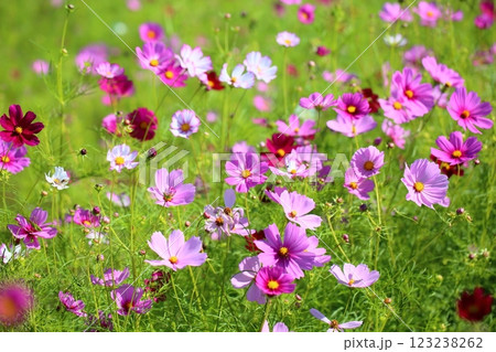 鮮やか　コスモスの花 123238262