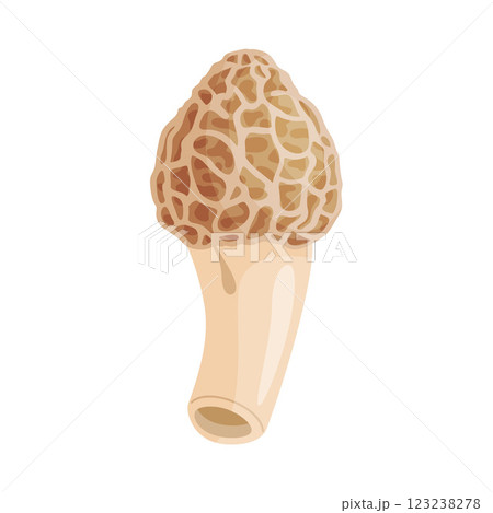 Morel mushroom. Edible forest mushroom flat style icon Morel mushroom. Edible forest mushroom flat style icon 123238278
