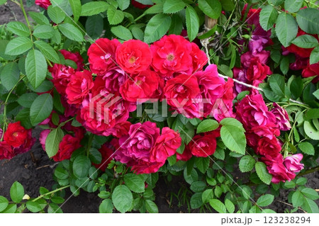 A cluster of vibrant red roses in full bloom, surrounded by lush green leaves. Rich Red Roses in Lush Greenery 123238294