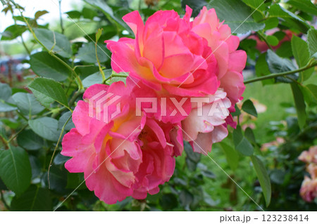 A group of roses in vivid shades of pink and orange. Vivid Pink and Orange Roses 123238414