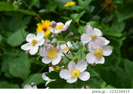 A cluster of white flowers with yellow centers, surrounded by green foliage. 123238415
