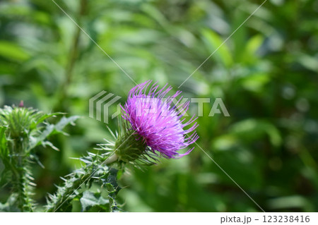 A thistle flower with purple petals and still closed buds. Close-up of Prickly Thistle Flower 123238416
