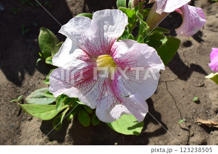 Vibrant Petunia Flower Bed in Full Bloom Vibrant Petunia Flower Bed in Full Bloom 123238505