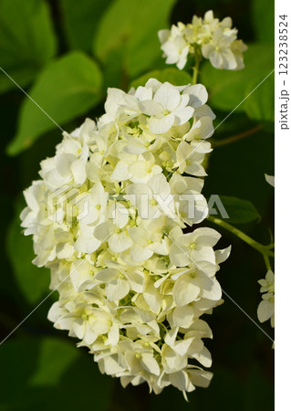 A bouquet of hydrangea flowers, white in color, mostly intact, with some having slightly brown edges. 123238524