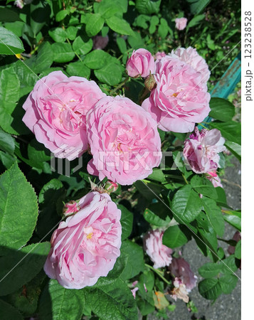 A group of light pink roses in full bloom. A group of light pink roses in full bloom. 123238528