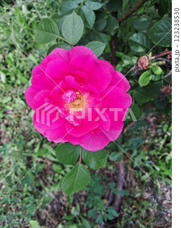 A vibrant pink rose in full bloom, surrounded by lush green leaves. 123238530