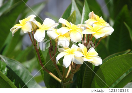 プルメリアの花② プルメリアの花② 123238538