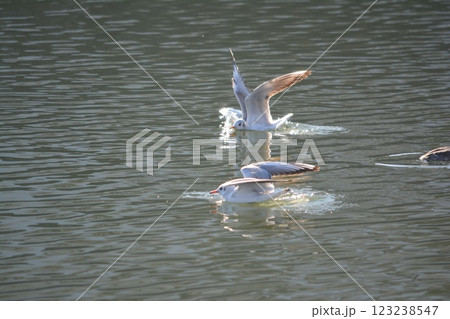 名古屋城の堀に渡来したユリカモメ 123238547
