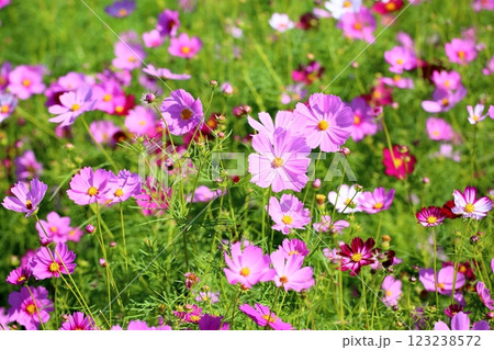 可愛い　コスモスの花 123238572