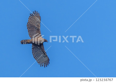 青空バックに悠然と飛ぶクマタカ成鳥 青空バックに悠然と飛ぶクマタカ成鳥 123238767