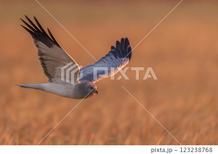 冬枯れの麦畑をバックに朝日を浴びながら悠然と飛ぶハイイロチュウヒ オス 123238768