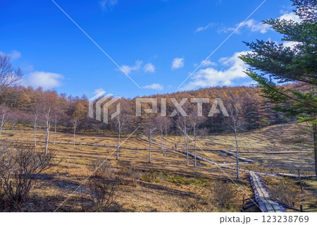 青空バックに見る晩秋の入笠湿原の情景 123238769