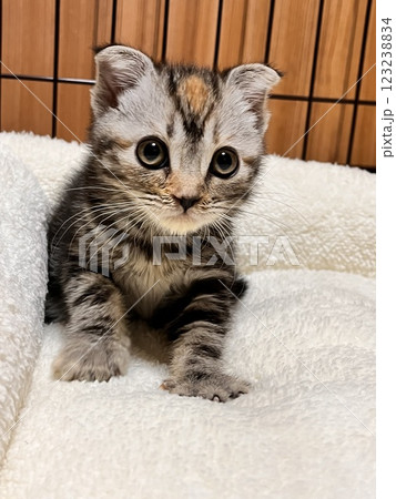 見つめる子猫 123238834