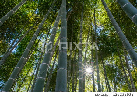 竹林の輝き 竹林の輝き 123238938