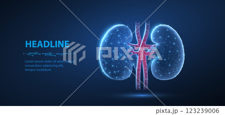 Kidney. Urological health, organ donation, medical technology, human anatomy 123239006