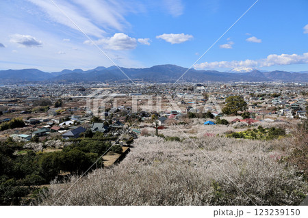 曽我の梅林と箱根の山々 123239150