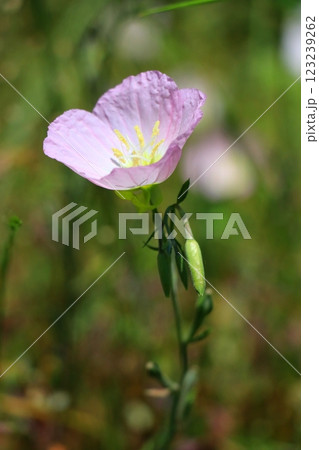 野原に咲くヒルザキツキミソウ 野原に咲くヒルザキツキミソウ 123239262