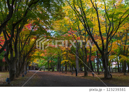 秋の北海道　函館市　旧岩船氏庭園（香雪園） 123239381
