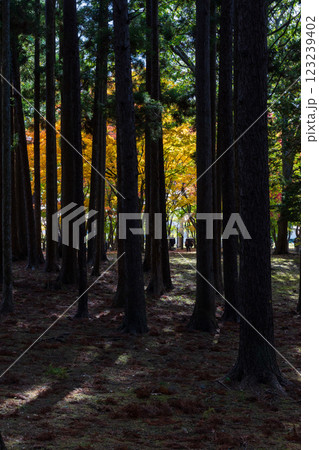 秋の北海道　函館市　旧岩船氏庭園（香雪園） 123239402