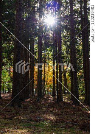 秋の北海道　函館市　旧岩船氏庭園（香雪園） 123239403