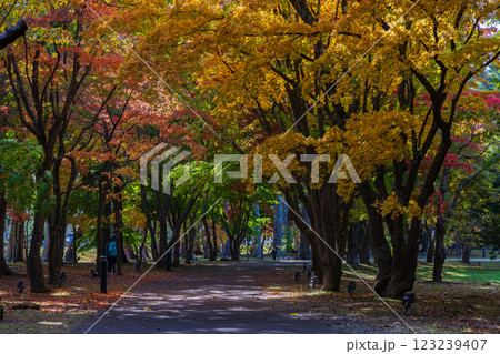秋の北海道　函館市　旧岩船氏庭園（香雪園） 123239407