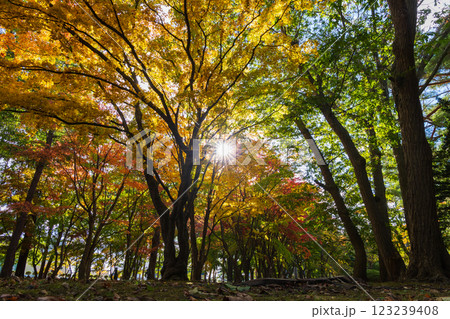 秋の北海道　函館市　旧岩船氏庭園（香雪園） 123239408