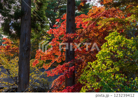 秋の北海道　函館市　旧岩船氏庭園（香雪園） 123239412