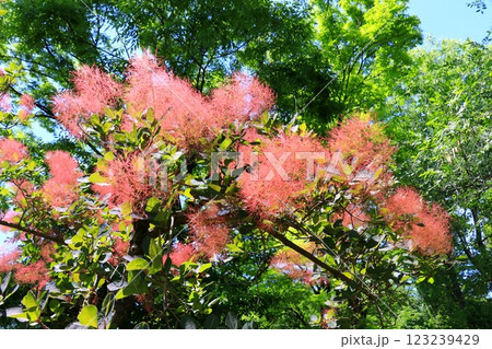 赤いスモークツリーの花と青空 赤いスモークツリーの花と青空 123239429