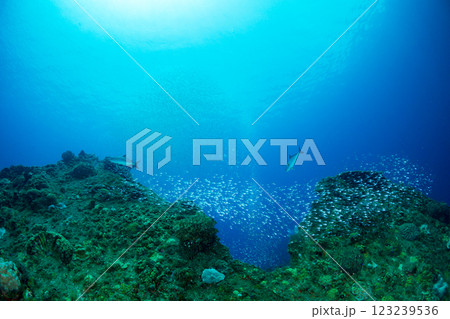 沈船に群れるスカシテンジクダイ　小笠原　東京都 123239536