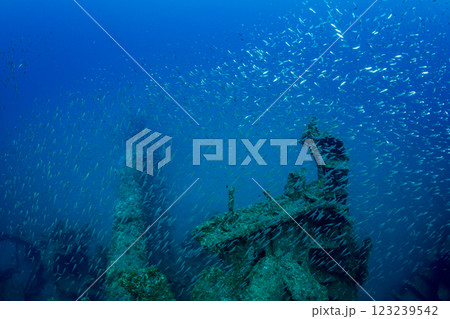沈船に群れるスカシテンジクダイ　小笠原　東京都 123239542