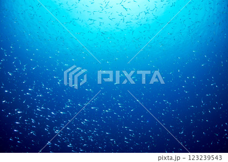 沈船に群れるスカシテンジクダイ 小笠原 東京都 沈船に群れるスカシテンジクダイ 小笠原 東京都 123239543