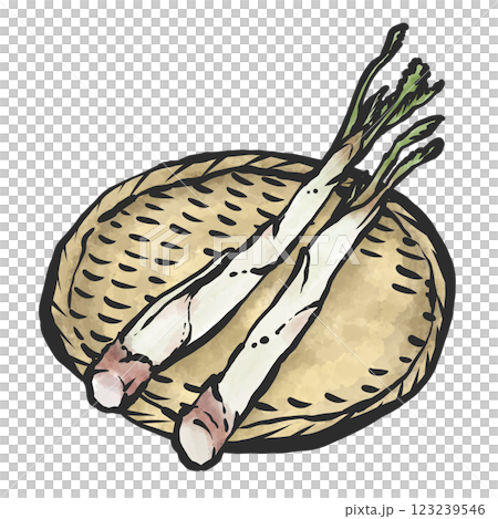 ウドの手描き筆絵風イラスト 123239546