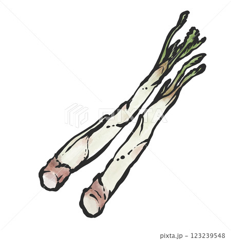ウドの手描き筆絵風イラスト 123239548
