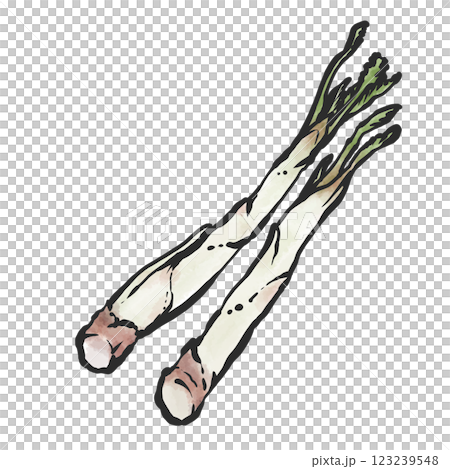 ウドの手描き筆絵風イラスト 123239548