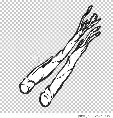 ウドの手描き筆絵風イラスト 123239549