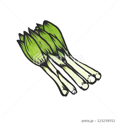 うるいの手描き筆絵風イラスト 123239552