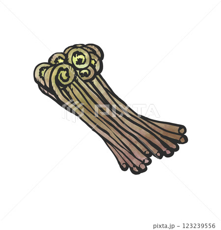 ぜんまいの手描き筆絵風イラスト 123239556