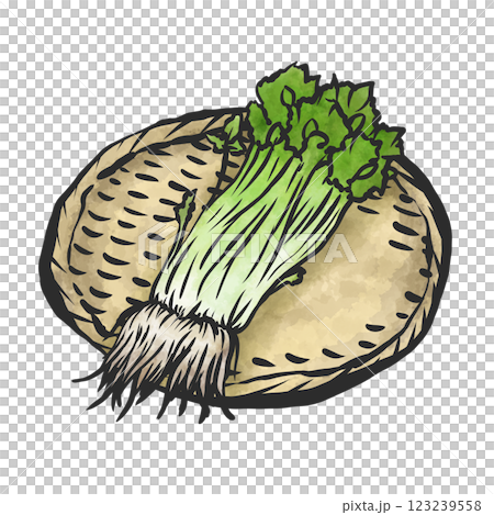 歐芹的手繪插圖 123239558