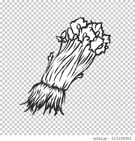 セリの手描き筆絵風イラスト 123239561