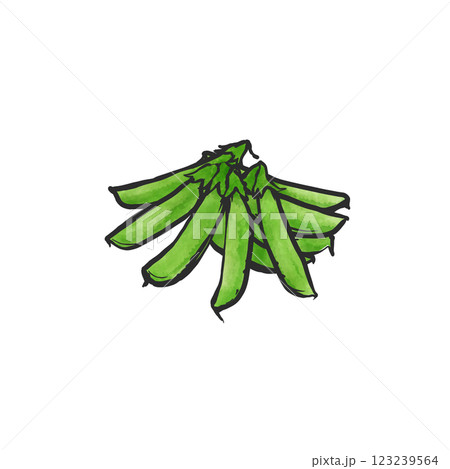 スナップエンドウの手描き筆絵風イラスト 123239564
