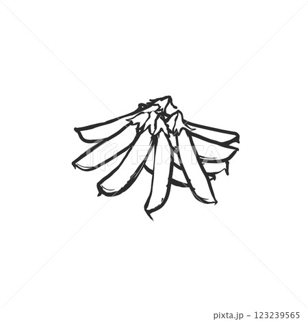 スナップエンドウの手描き筆絵風イラスト 123239565