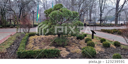 Coniferous tree on the park alley. Coniferous tree on the park alley. 123239591