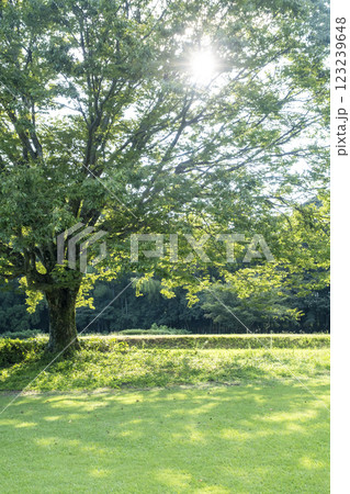 木漏れ日が差し込む公園 123239648