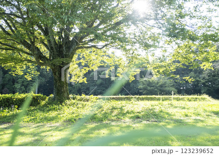 木漏れ日が差し込む公園 123239652
